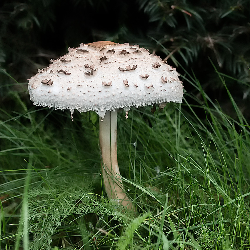 4711 Schleswig Holstein Ostsee 09_2015 KA7_3709-1 Kopie.jpg